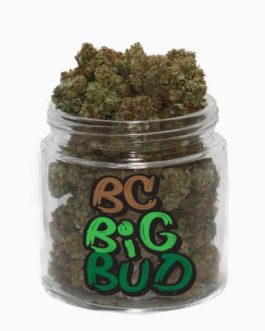 BC Big Bud Strain
