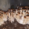 buy golden teacher mushrooms online