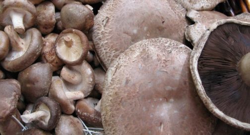 buy portobello mushrooms online